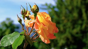 Rose, Flower, Blossom. Free Stock Video