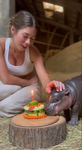 Baby hippo’s first birthday party 🎉🦛#babyhippo #birthday #cuteanimals #zoozoom #viralvideo