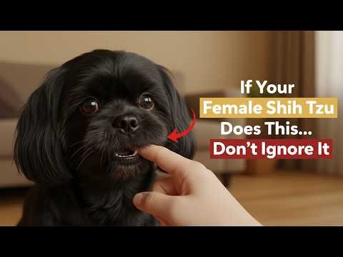 If You Own a Female Shih Tzu… Your Vet Is Hiding THIS From You