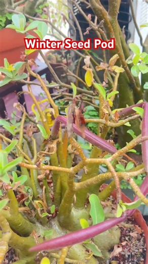 Adenium Winter Seed Pod #bonsai #desertrose #floweringplant