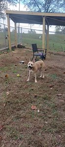 HCAS, 1688 Barber Rd Gainesville, Ga ‼️I have UNTIL 4PM TODAY (11/2l TO BE ADOPTED, RESCUED, OR FOSTERED or I will be euthanized‼️ Truffle is 1year and 6 months old and has so much life left in her. Hall County Animal Services 1688 Barber Road Gainesville, GA 30507 678-450-1587 ext 9 Smiller@hallcounty.org Acrews@hallcounty.org Hbrock@hallcounty.org Open Tues-Sat 9 AM to 4 PM | Hall County Animal Shelter Volunteers | Facebook