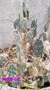 The Powerful Plant called Opuntia robusta ,popularly know as the wheel cactus 🌵 ☘️ #herbs | Mazi-UC