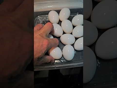 How to use the Bella Egg Cooker