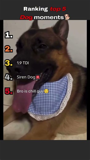 Ranking top 5 Dog moments 😂🐕 #dog #funnydogs #petmemes