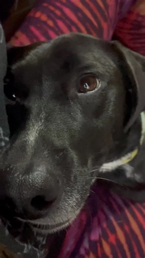 How my sweet little baby dog looks at me 😍🥰 until he hears the fridge open 😂 #Dog #DogLife #PuppyEyes | Jesse Sage