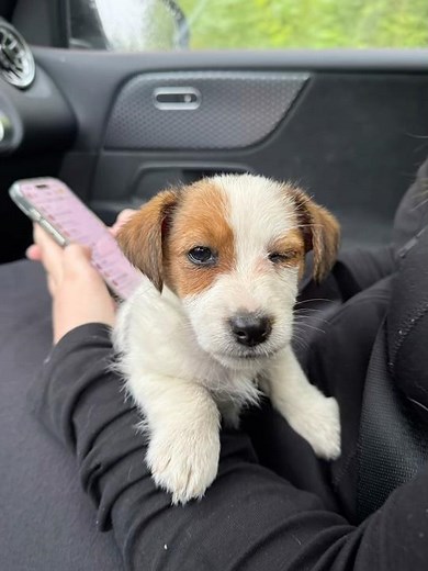 Puppy love 🐶 Jackrussellinterrieri (Jack Russell Terrier) Mila