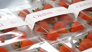 Inside Oishii’s vertical farm that grows world’s sweetest strawberries