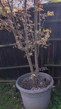 painting fence taking the old fence down ordering a new one from selco fence panels #