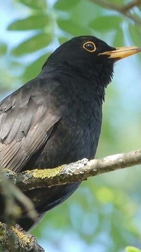 Blackbird Singing In Forest