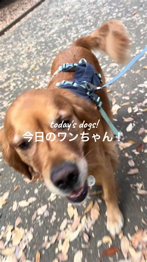 今日のワンちゃん：かわいい犬たちの散歩