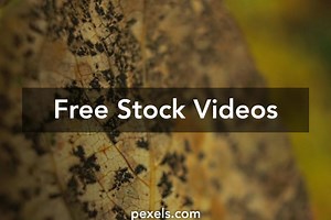 Rotting Videos, Download The BEST Free 4k Stock Video Footage & Rotting HD Video Clips