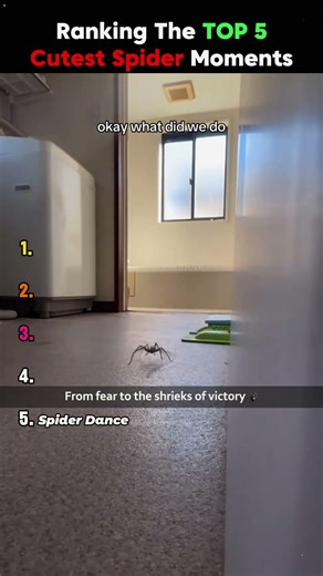 Tiny Spider Heartwarming Moments