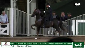 DC25 - Class 74 - Five Gaited Stake