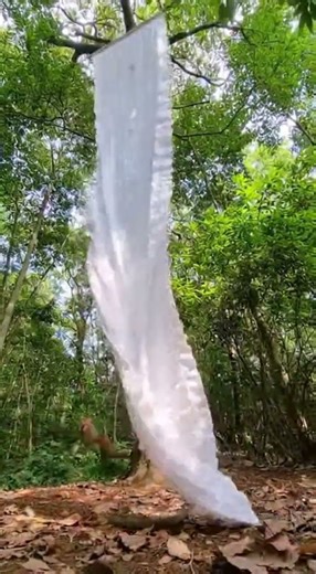 They Saw a GHOST! 👻 White Sheet Drops from Tree Scaring Monkeys into Full Panic