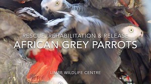 As today is World Parrot Day, we want to raise awareness of the plight of the African Grey Parrot. Please help us to spread the message by sharing this post and read more about African Grey Parrots and how you can make a difference here: http://limbewildlife.org/african-grey-parrots-under-threat The African Grey Parrot is listed as Endangered (IUCN). They are incredibly intelligent. They are extremely sensitive and social (they live in large flocks of hundreds of individuals), can express emotio