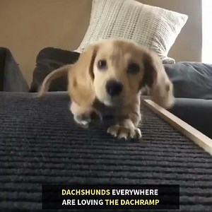 Protect your Dachshund's back with The DachRamp - The #1 Dachshund Ramp. Order Here ➜ http://bit.ly/2UjnX6u ✅ FREE Shipping U.S. & Canada 🇺🇸🇨🇦 ✅ Save 10% with code "FACEBOOK" ✅ Portable dog ramps with adjustable heights ✅ Engineered to protect your hounds back ✅ No assembly required ✅ If you don't LOVE it, return it! Dachshunds are notorious for having back problems, which are aggravated by High-Impact activities such as climbing and Jumping on to and off furniture, which put excessive force