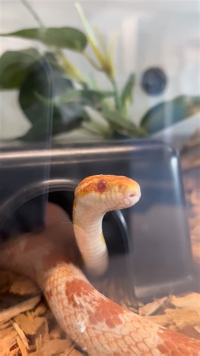 Kettle whenever there’s gossip 🤭 Corn snakes are a species of rat snake that use constriction. They are non venomous! They may closely resemble the venomous copperhead snake but can be identified by their brighter orange and red colors, slender bodies, and round pupils! | Living Coast Discovery Center