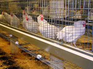 Layers or Broilers: Which is More Profitable for Farmers?