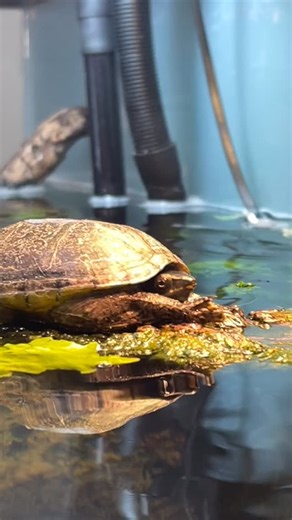 Imagine napping and sunbathing, stretching your claws out to really feel the warmth on your webbed feet, then waking up to realize your lunch is floating all around you. What a day 😮‍💨 #captin #salonturtle #muskturtle | Cactus Cactus