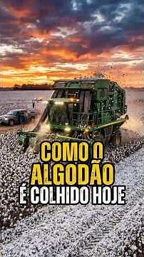 Como o Algodão é Colhido Hoje Vai Te Impressionar