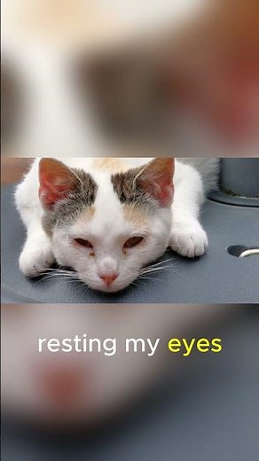 “If Cats Could Talk 😂 | 15 Funny Talking Cat Voiceovers”