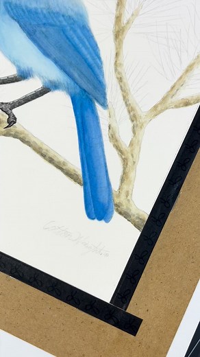 I made some progress on this Steller’s Jay painting! Birding and bird watching. Bird art and bird artists. Scientific illustration and wildlife art. #birdart #birding #birdwatching #wildlifeart #stellersjay | Creeks to Peaks