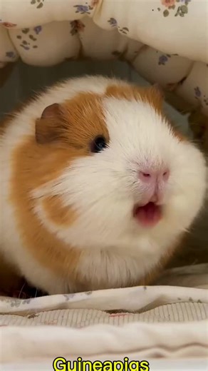 Cute Guinea Pigs: Adorable Pets You’ll Love