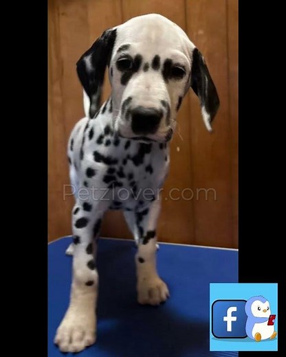 🐶 Dalmatian Puppy Available – Meet Beam! 🐶
