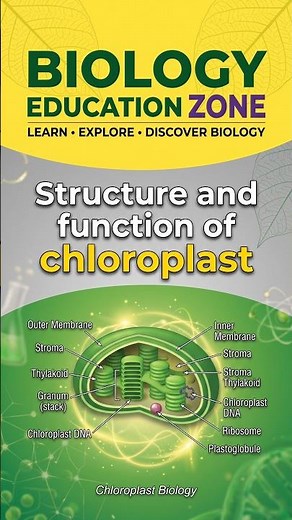 Structure and Function of Chloroplasts Explained #facts #science