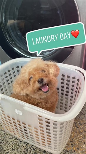 My Poodles do the laundry #howtowashdogtoys #thepoodlemom #twotoypoodles #poodles #doglaundry