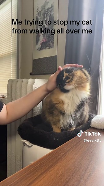 It didn’t work :( #cat #kitty