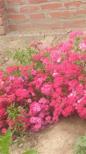 beautiful spring 🌼🌱🌱🌱🌱 flowers#subscribe