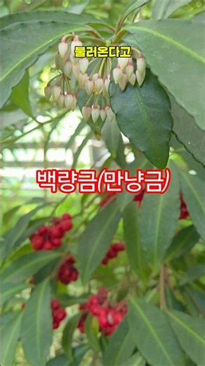 👨‍🦰백량금(유통명 만냥금)💥🔎나무처럼 위로 곧게 자라는 성질이 강합니다. 잎은 두껍고 짙은 녹색이며 가장자리가 둔한 톱니처럼 물결치는 것이 특징입니다(2026/6/27)