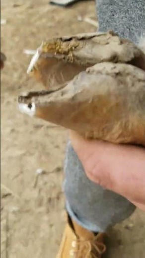 how to clip your goats nails like a pro