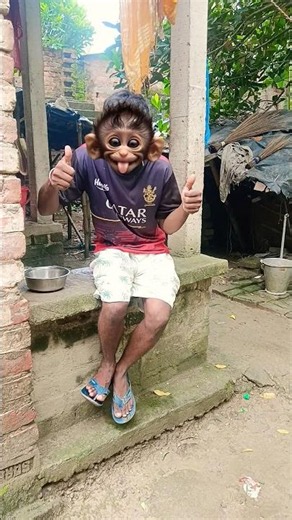 Chú chó dễ thương nhày cao-Cute dog jumping high 🐶😋😲#short#15859