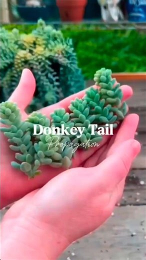 Burro’s Tail (Donkey Tail) Propagation | Easy Step-by-Step Method | Sedum Morganianum Care Tips