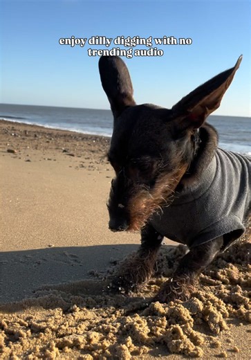 Dachshund Digging Fun: My Favorite Dog Sound!