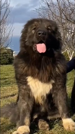 The Caucasian Shepherd isn’t just a dog, it’s a fearless guardian bred to protect against intruders.