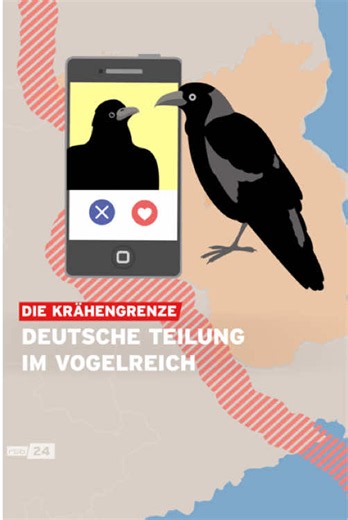 Krähen an der Elbe: Schwarzes vs. schwarz-graues Gefieder erklären