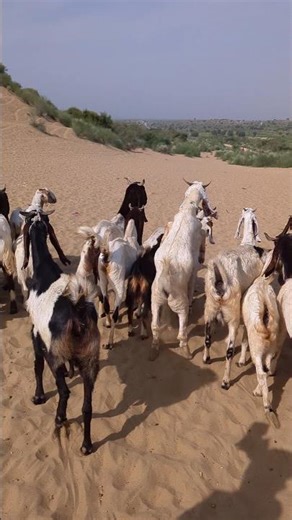 Colorful Goats Crossing Red & Green Hills #GoatsReels