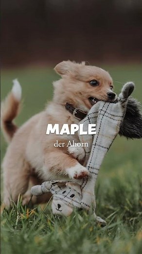 Schöne Hundenamen mit Bedeutung - 🌿Natur Edition🌿 #hundeliebe