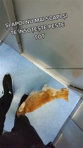 CÂND AI O COMPANIE ADORABILĂ 🐾😺 #cat #animals #love #5pasidebine