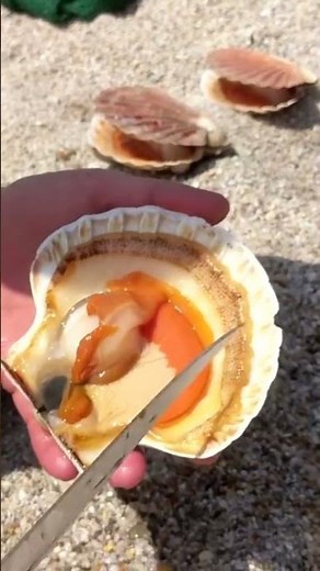 What's inside a Scallop?