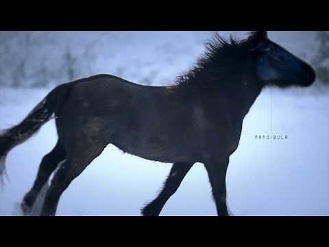 Wild Horses - Black Horse Running in Snow - Cheval de Merens - "Mare Runs"