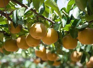 10 fruitiers originaux à planter sans attendre - Gamm vert