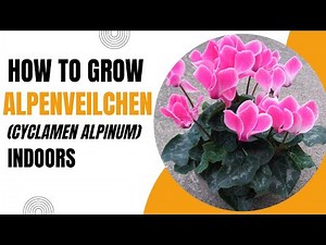 How to Grow Alpenveilchen Cyclamen Alpinum Indoors