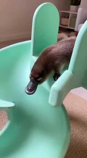 Discover the Cute Platypus: Nature's Unique Mammal