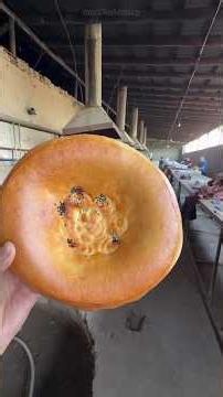 Impressionante como se faz pão de Samarcanda na República do Uzbequistão.