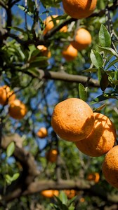 2.8K views · 58 reactions | Over 4,500 years ago, oranges were first cultivated in China, where they're still considered a symbol of prosperity and happiness. We'd have to agree 李 | Yogi | Facebook