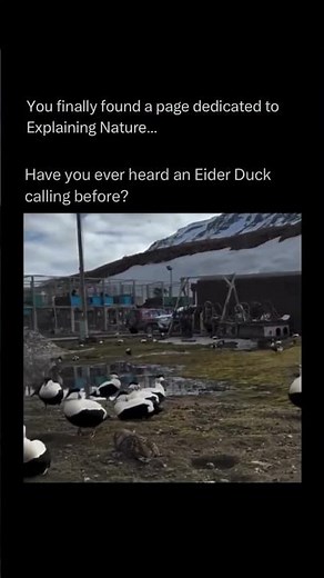 The Strangest Bird Call You’ll Ever Hear: Eider Duck!